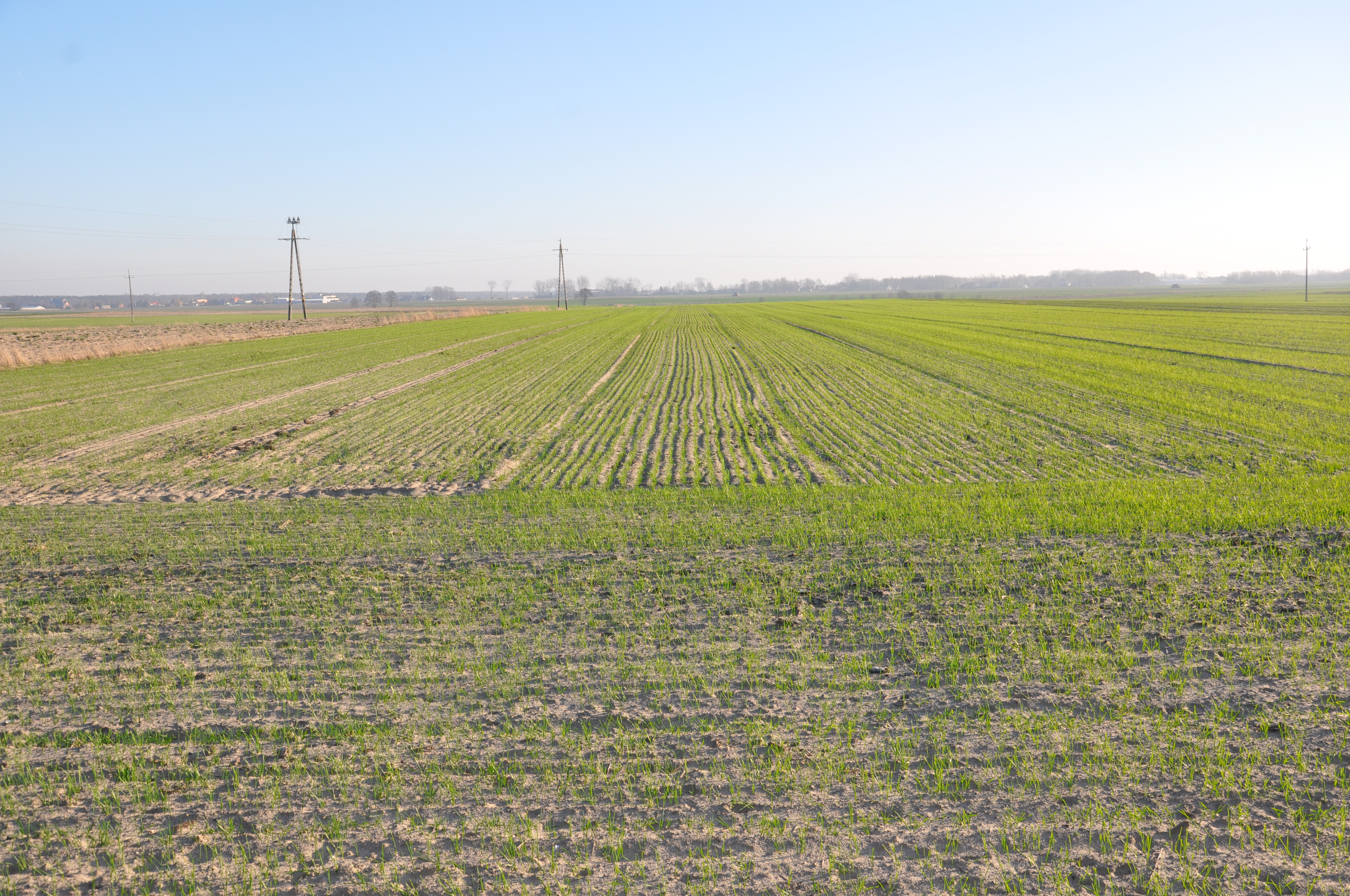 Pszenica ozima
